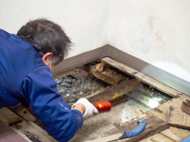 Best Mold Testing  in Porcupine, SD
