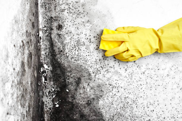 Best Residential Mold Removal  in Porcupine, SD
