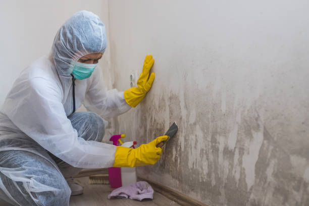 Mold Removal and Inspection in Porcupine, SD