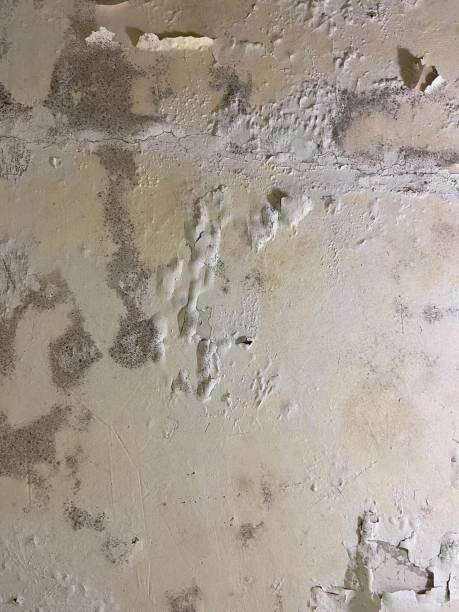 Mold Removal Process in Porcupine, SD