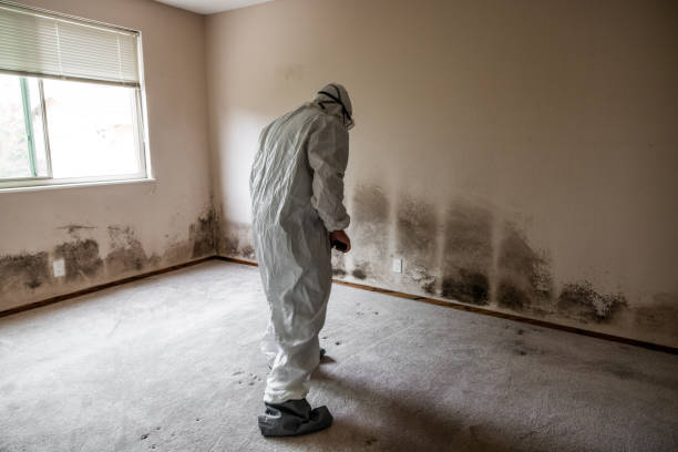 Certified Mold Removal in Porcupine, SD