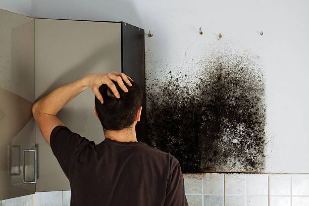 Best Commercial Mold Removal  in Porcupine, SD